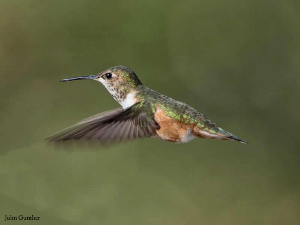 Rufous hummingbird overwintering in South Carolina