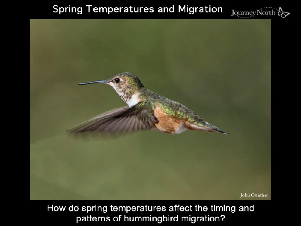 How do spring temperatures affect migration?