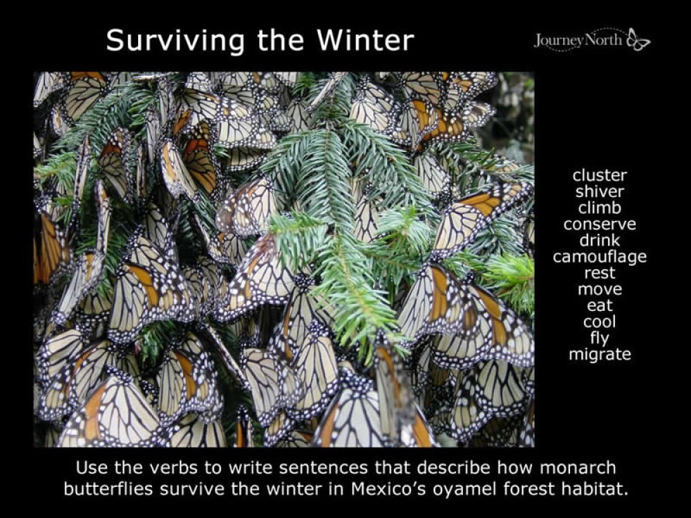 Journal Surviving the Winter