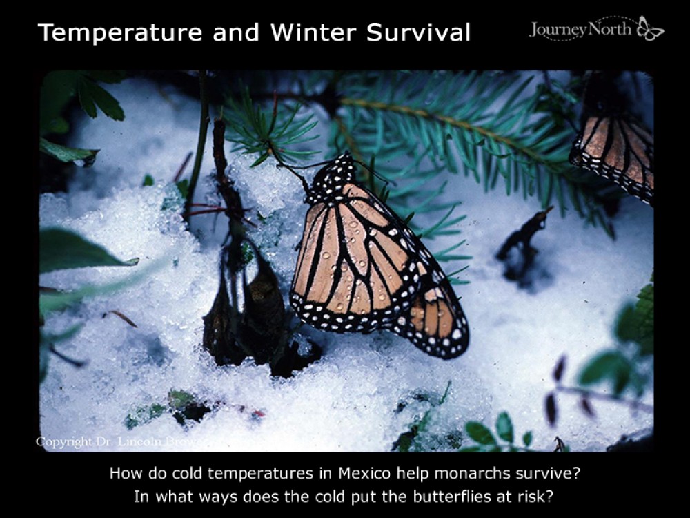 Journal Monarch: Temperature and Survival