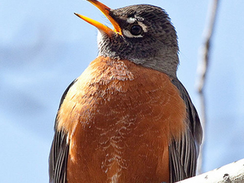 Singing Male Robin 