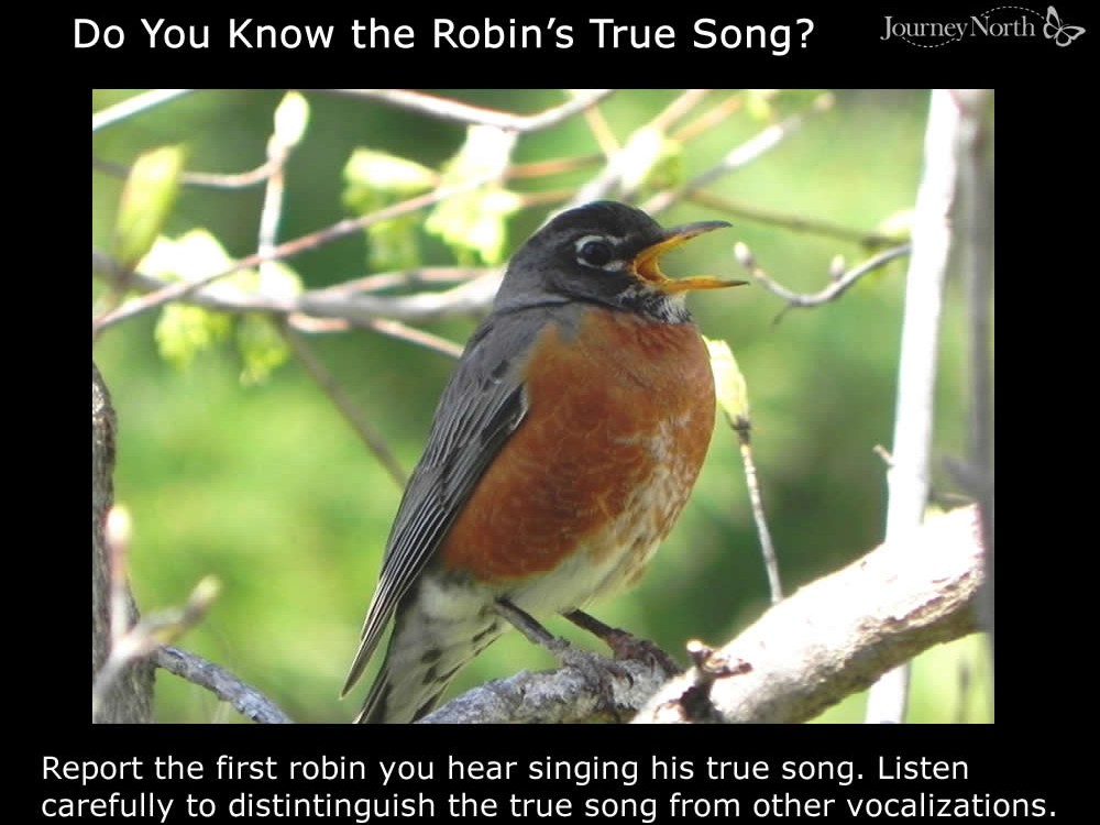Robin Vocalizations