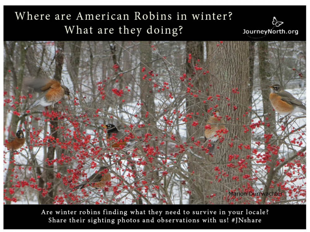 Where are Winter Robins?