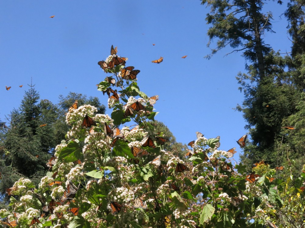 Monarch Butterflies at El Rosario Sanctuary in Mexico