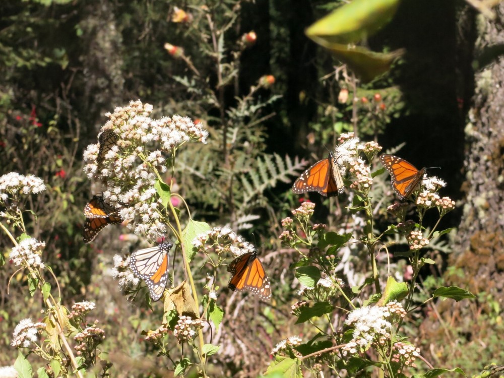 Monarch Butterflies remained at El Rosario Sanctuary in Mexico on March 26th.