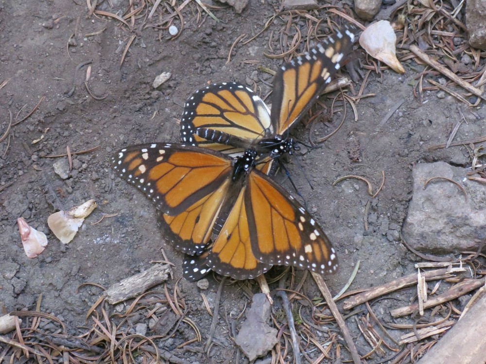 Monarch Butterflies remained at El Rosario Sanctuary in Mexico on March 26th.