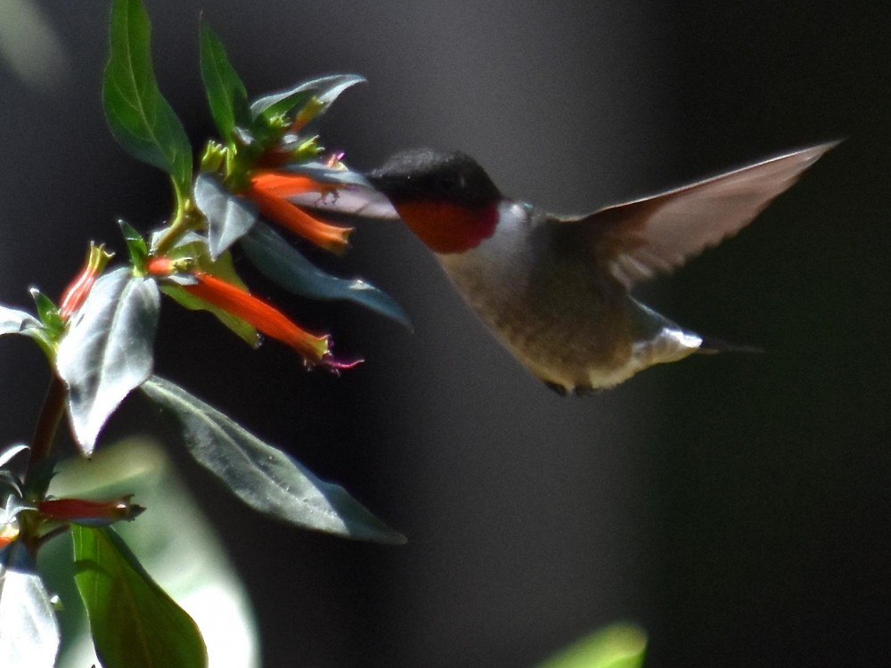 Ruby-throat nectaring on Cuphea