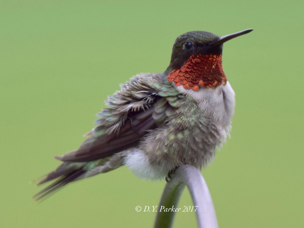 Male Ruby-throat perched on wire