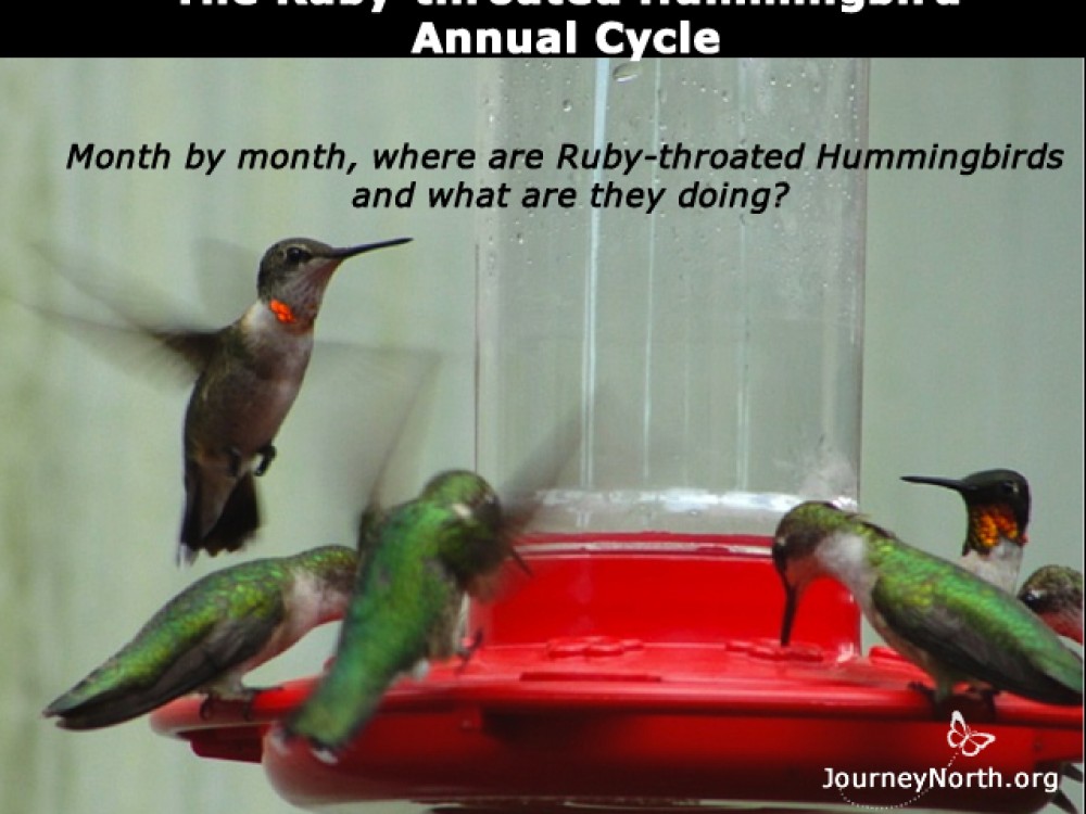 Month by month what are Ruby-throats doing?