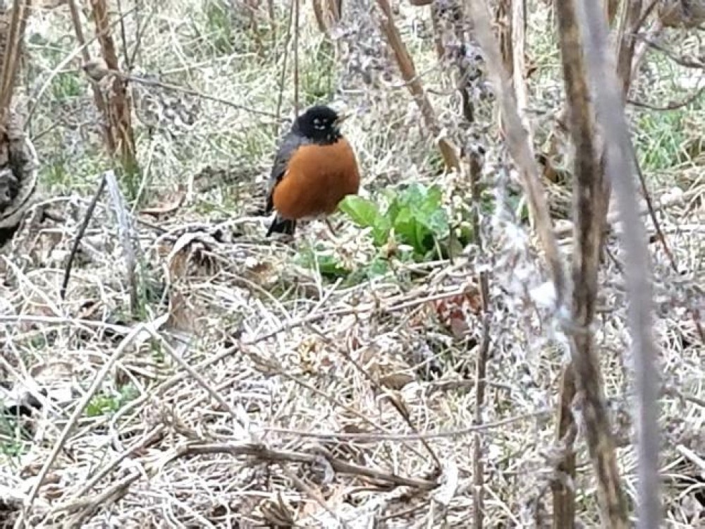 Male robin in Illinois on April 1, 2018