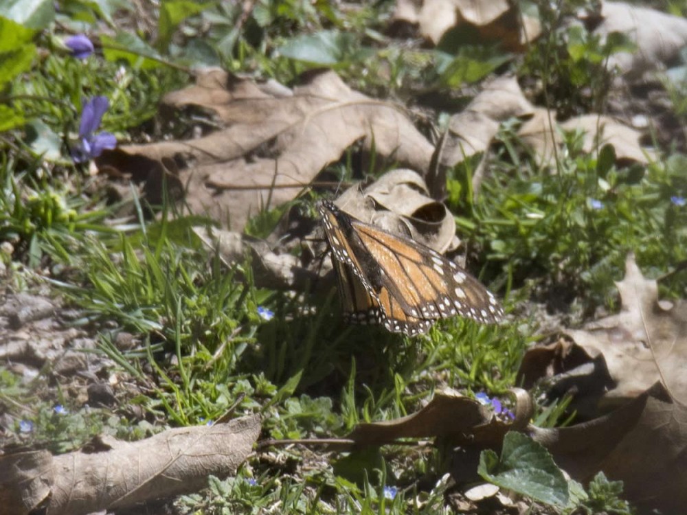 Monarch Butterfly Laying Eggs in Missouri