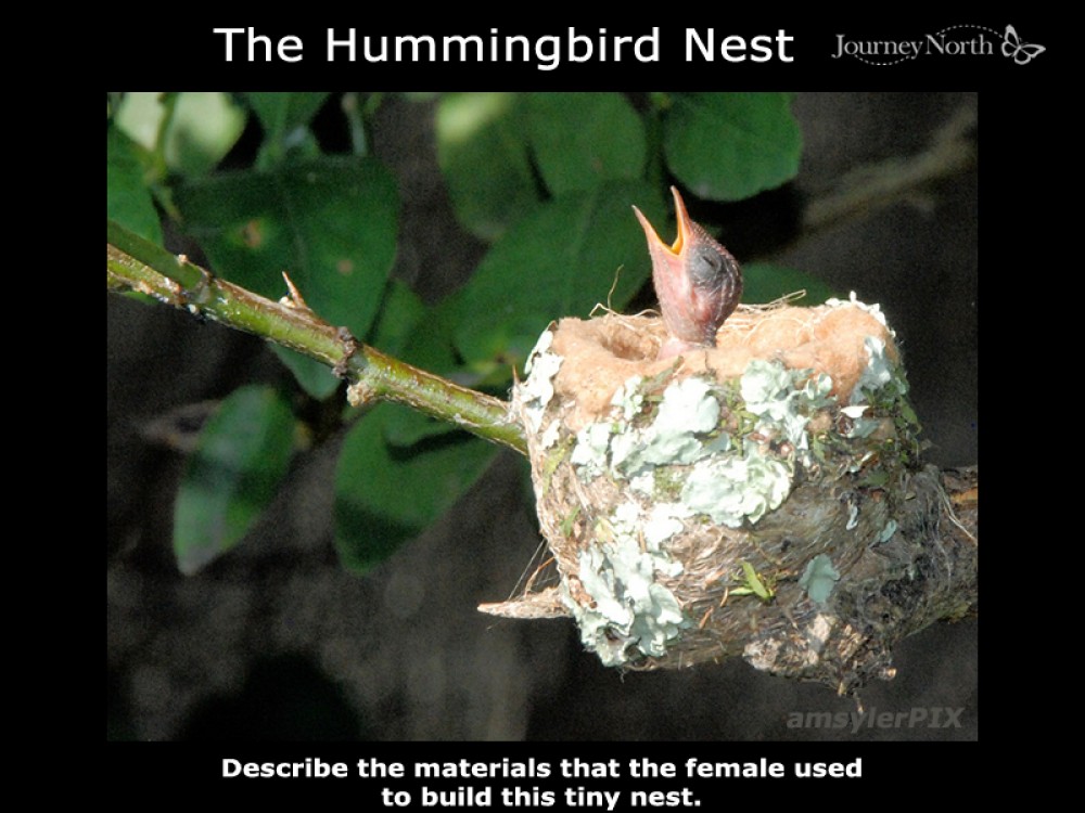 The hummingbird nest-what is it made from?