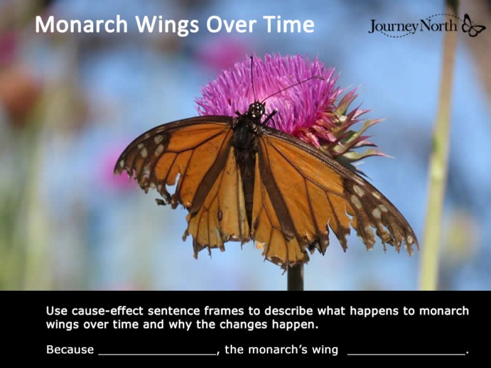 Monarch Wings Over Time