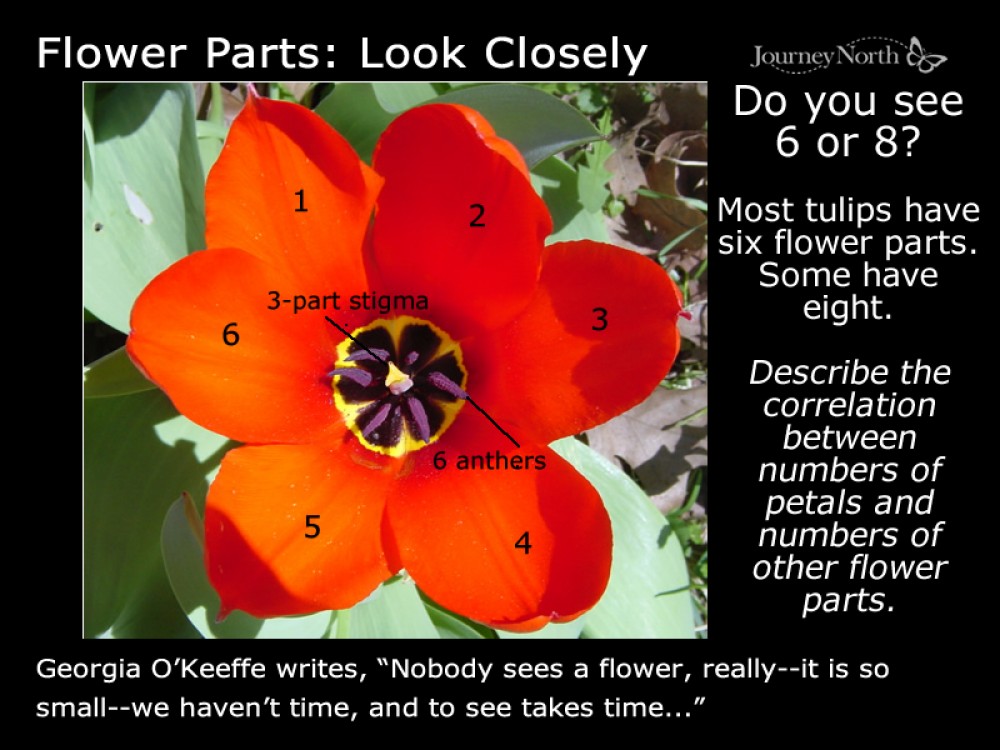 Look closely at the flower parts.
