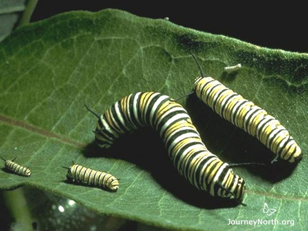 Monarch caterpillars grow through five stages as a larva. Each stage is called an instar. The smallest stage is the 1st instar. As the larva grows it goes through the 2nd, 3rd, 4th and 5th instars. After that, the larva becomes a chrysalis. 