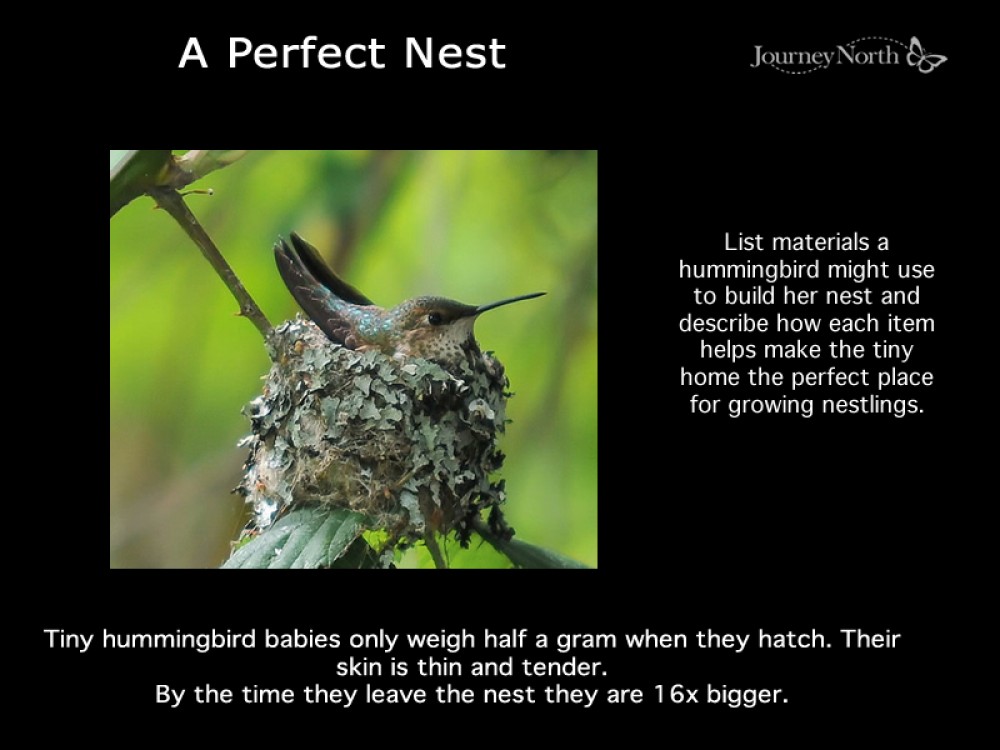 Female hummingbird on the nest