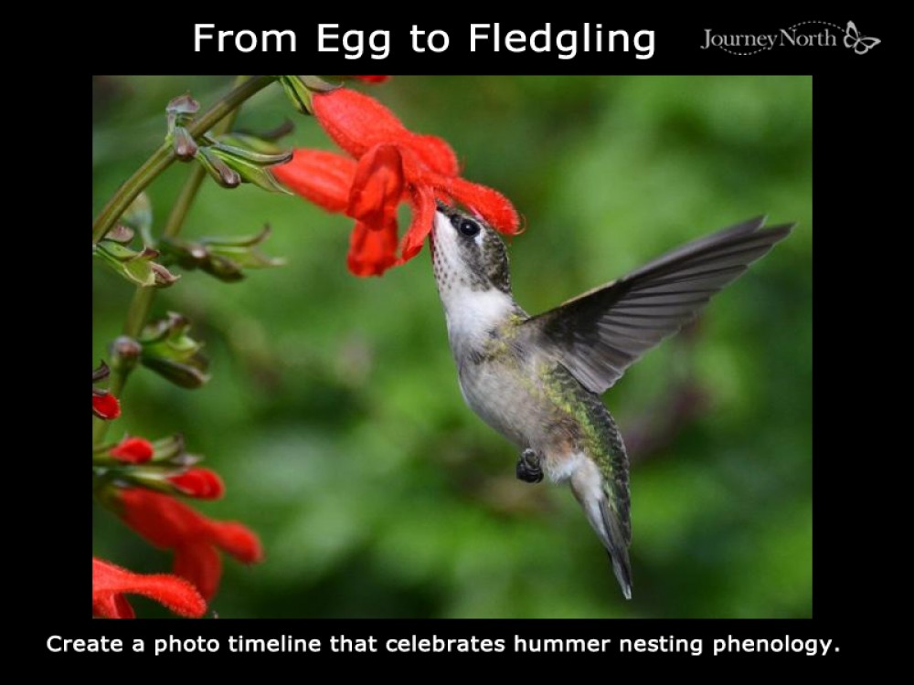 Create a photo timeline that celebrates hummer nesting phenology.