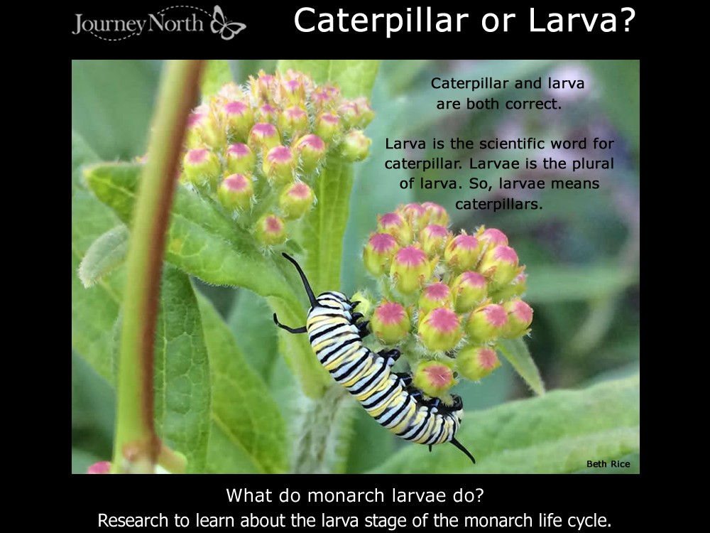 Research to learn about the larva stage of the monarch life cycle.