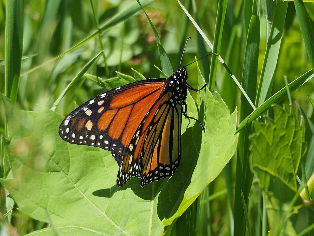 Monarch Butterfly in Ottawa, Ontario