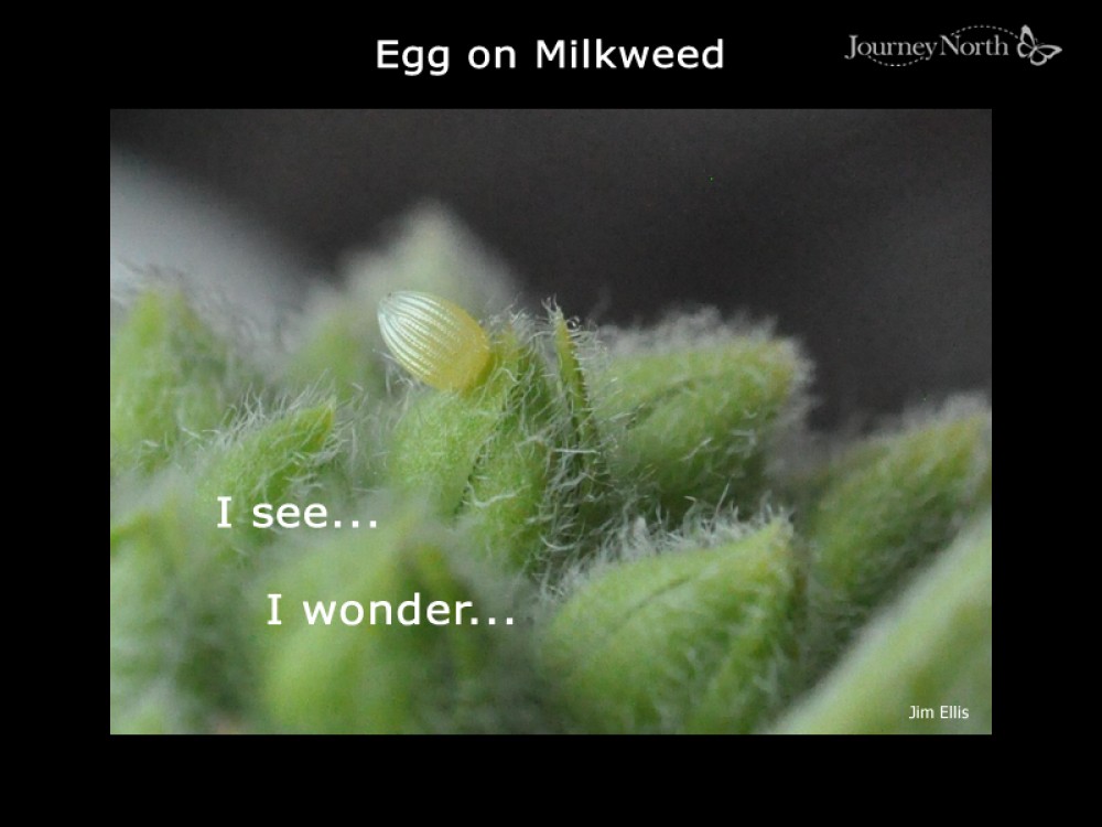 Monarch Butterfly Egg on Milkweed