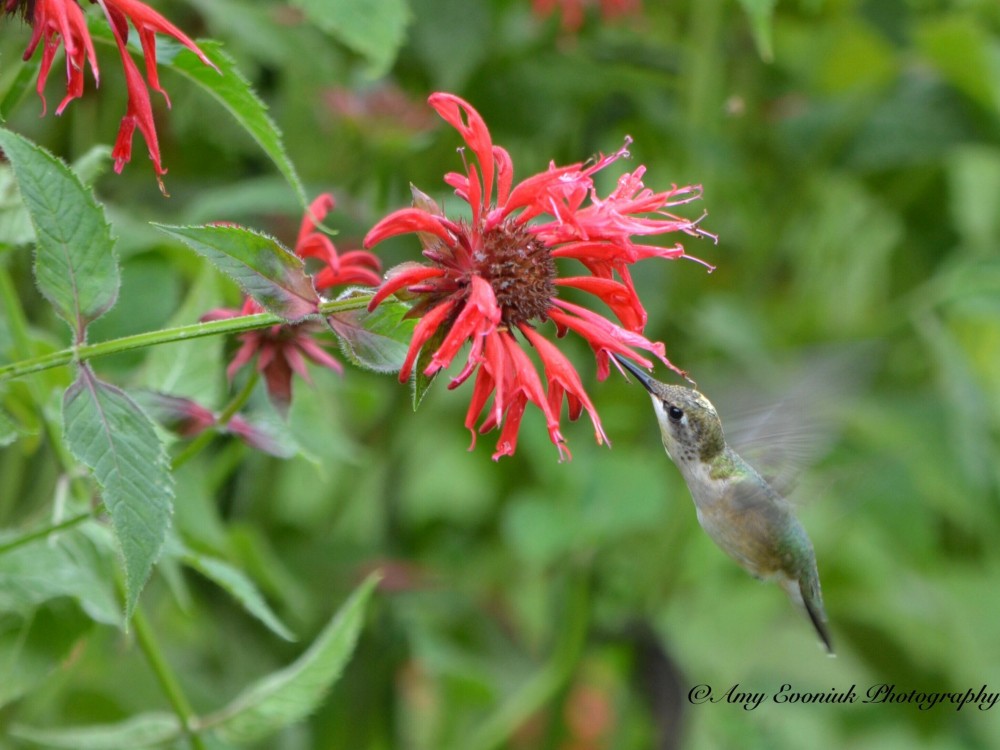 The red Bee Balm is the flower of choice right now.