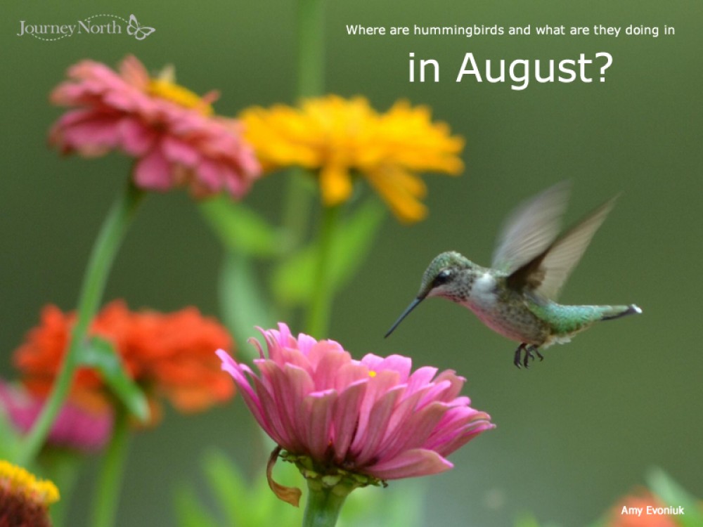 Hummingbirds in August