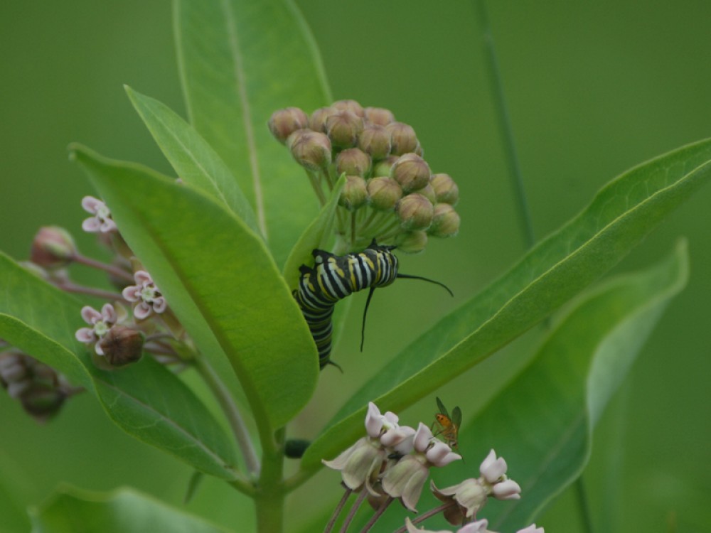 Image of a monarch butterfly caterpillar eating milkweed.