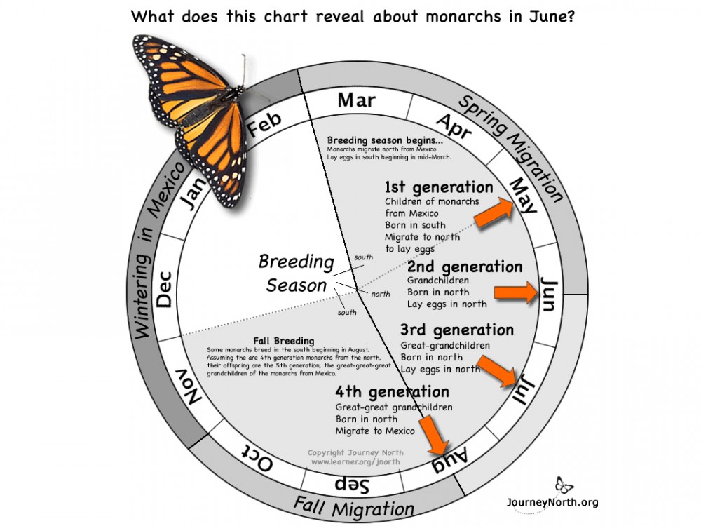 Monarchs in June