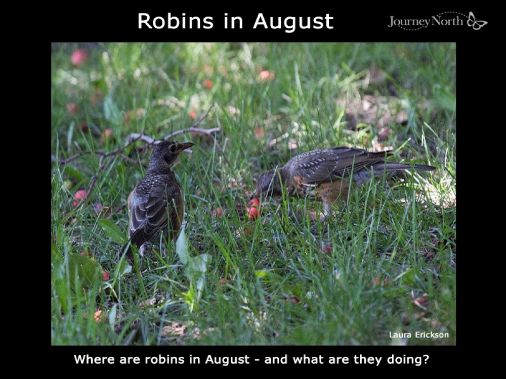 Robins in August