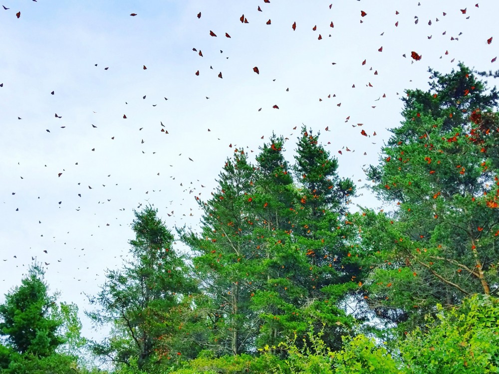 Monarch butterflies roosting in Tawas Point, Michigan