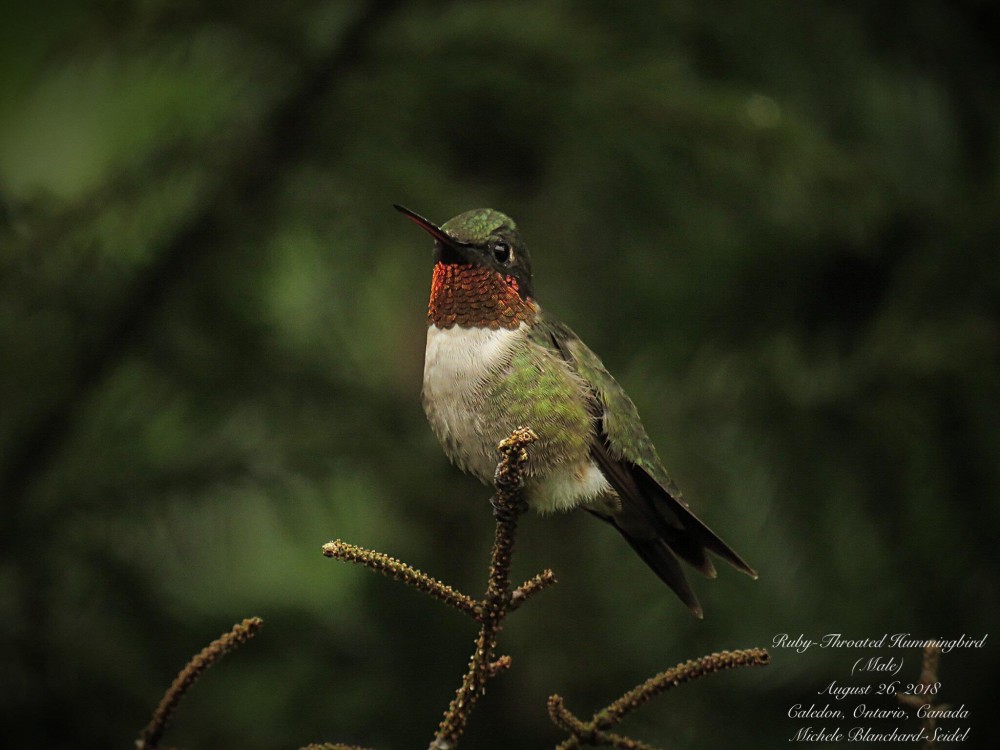 Image of hummingbird by Michele Blanchard-Seidel