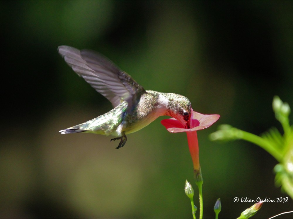 Image of hummingbird by Lilian Cerdeira