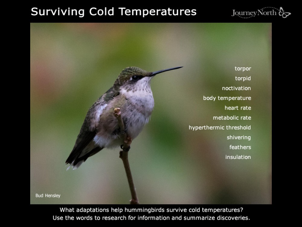 Journal Surviving Cold Temperatures