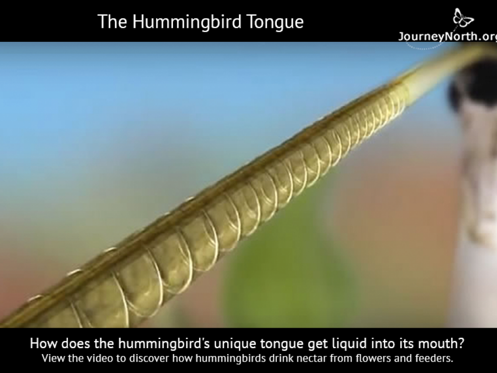 How Do Hummingbirds Eat?