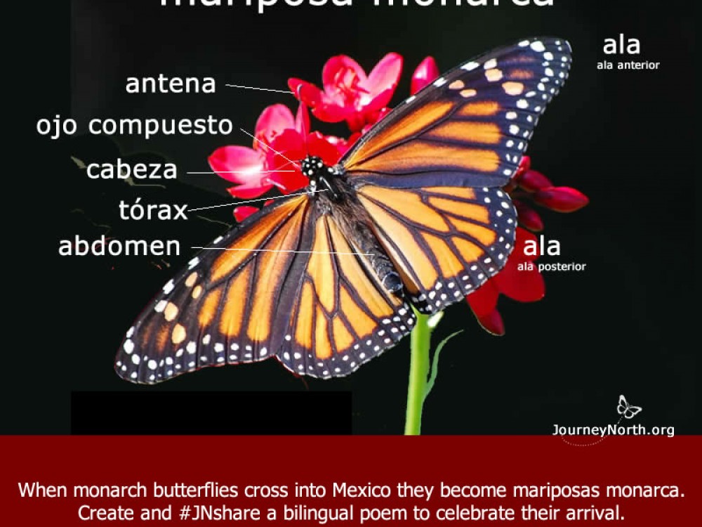 Journal: From Monarch to Monarca