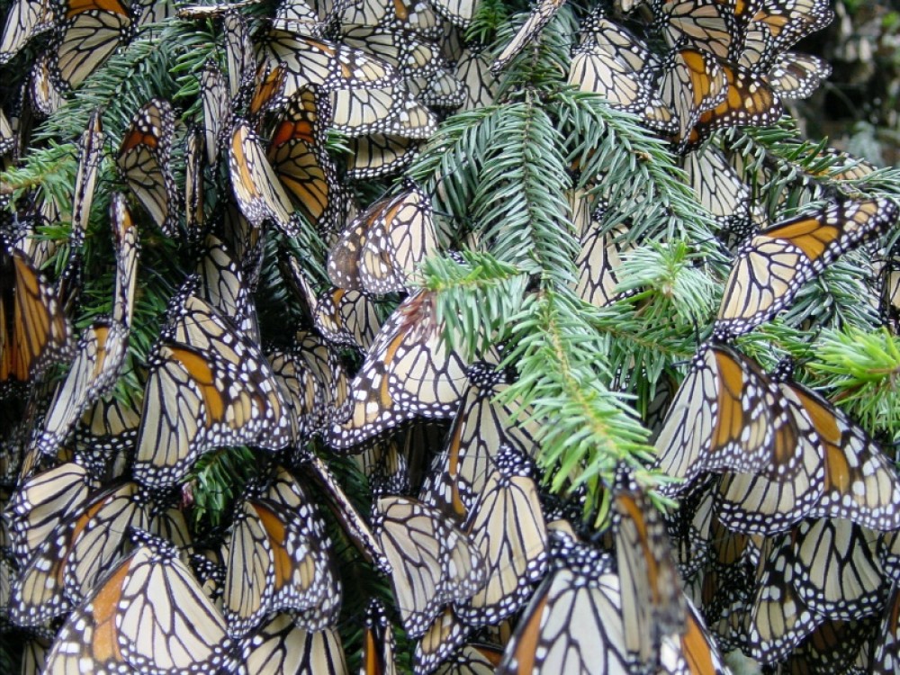Monarch butterflies at winter sanctuaries in Mexico