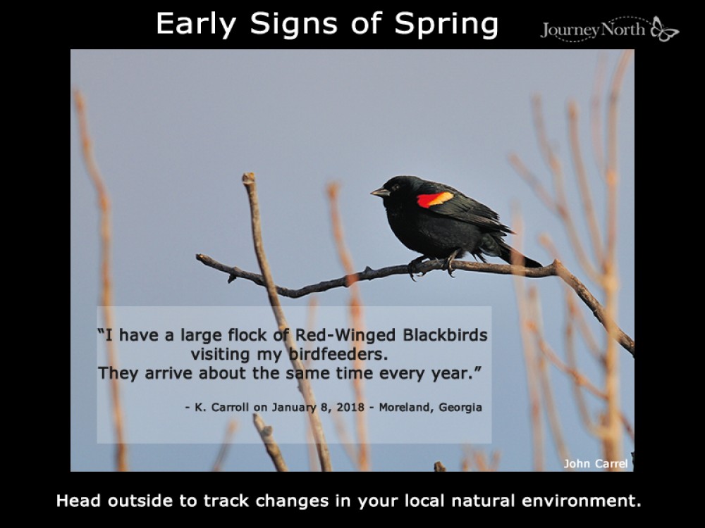 Sighting of flock of Redwing Blackbirds
