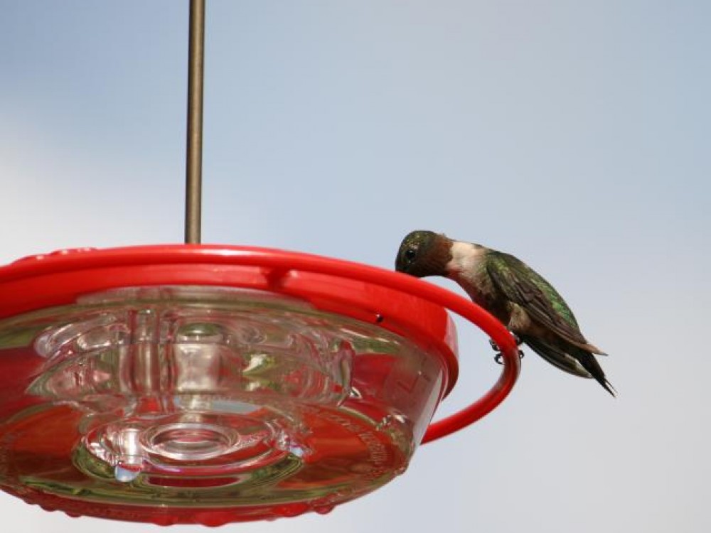 Ruby-throated hummingbird, Cocoa, FL