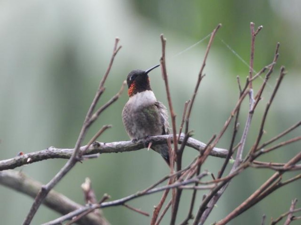 Our first Ruby-throated hummingbird