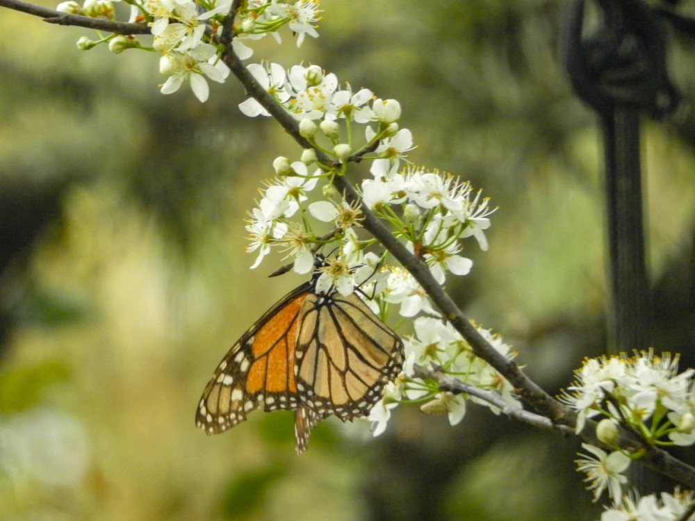 First Spring Monarch in my yard