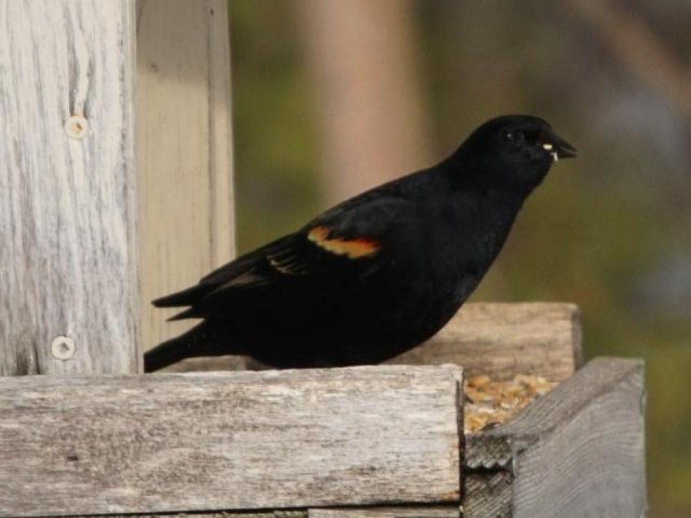 "My first Redwing-blackbird," reported Jim from Tay, Ontario (03/14/2019)
