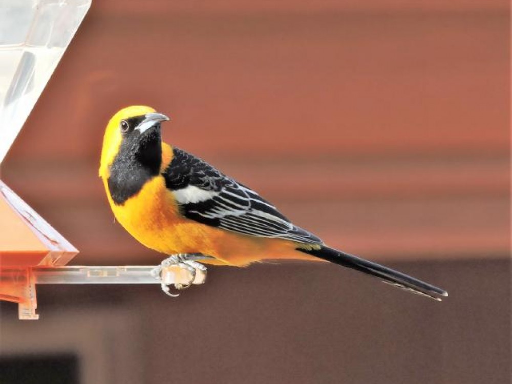 First male Hooded Oriole at feeder this morning! Photo by Carla (03/20/2019)