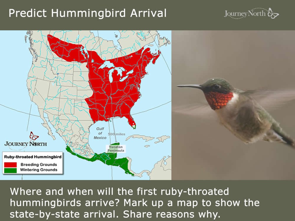 Ruby Throated Hummingbird Migration Map 2024 Tina Lorilyn