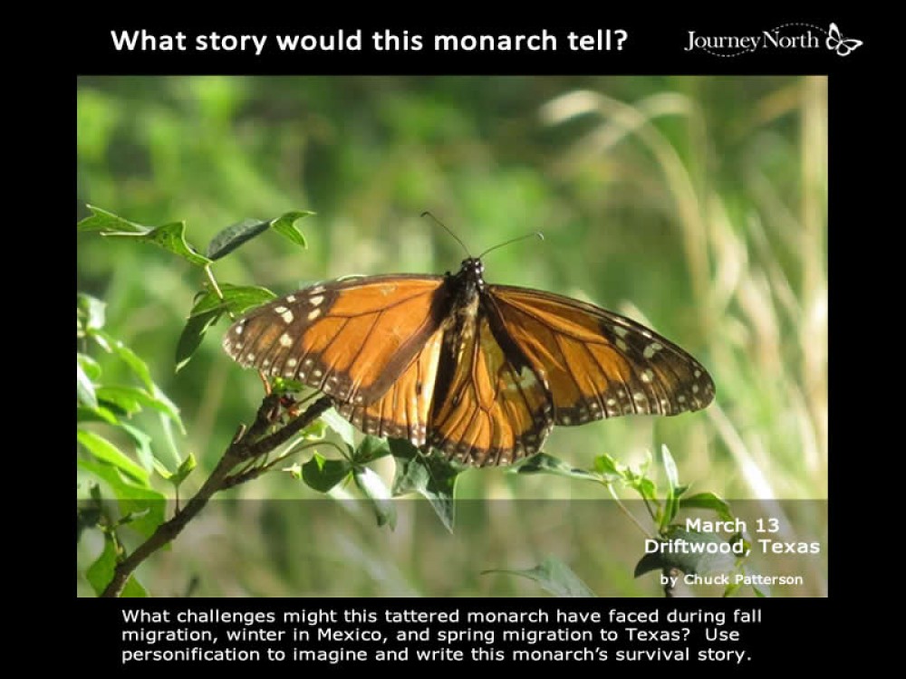 Monarch butterfly in Texas