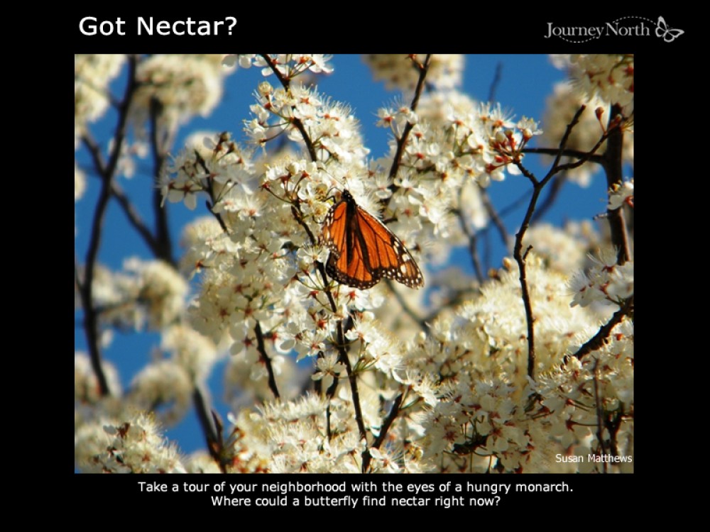 Got Nectar?