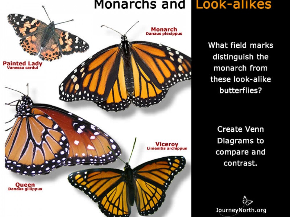 Monarch queen and other butterflies
