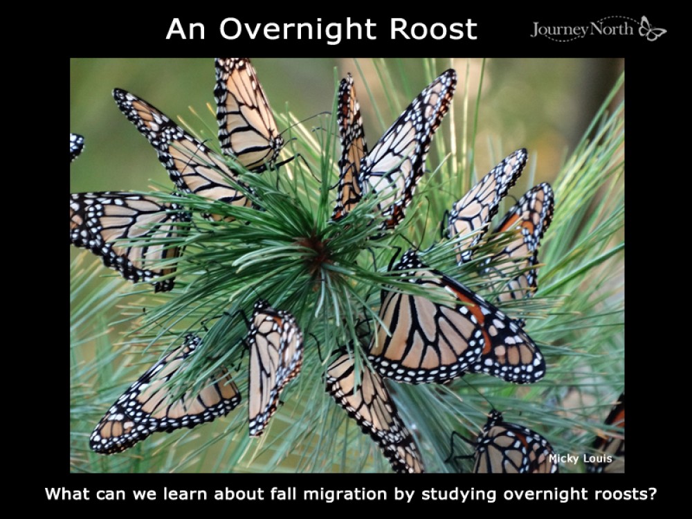 The Overnight Roost