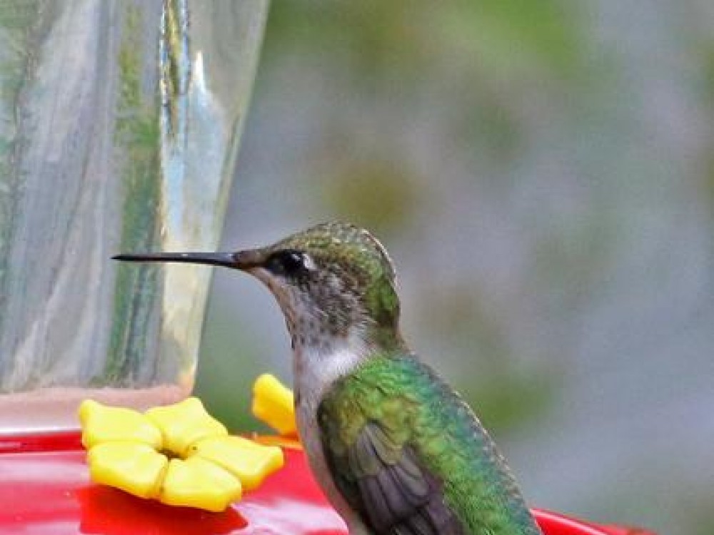 More females and juveniles hummingbirds observed