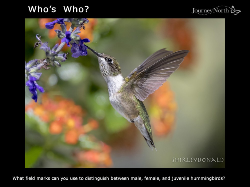Journal Hummingbirds in August