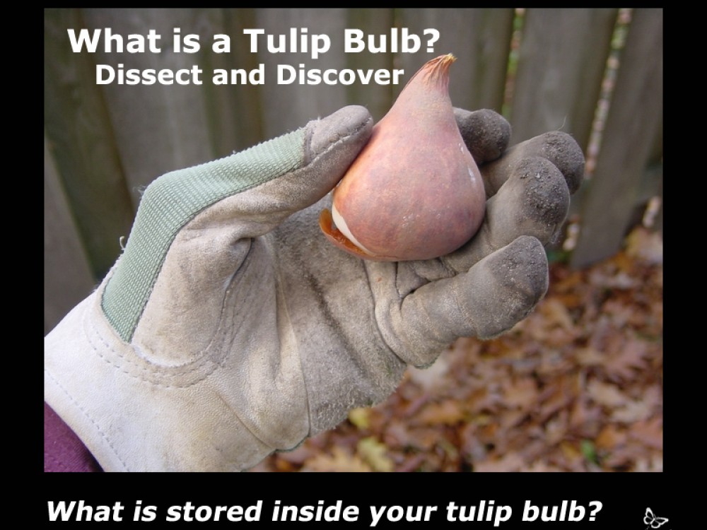 whats in a bulb